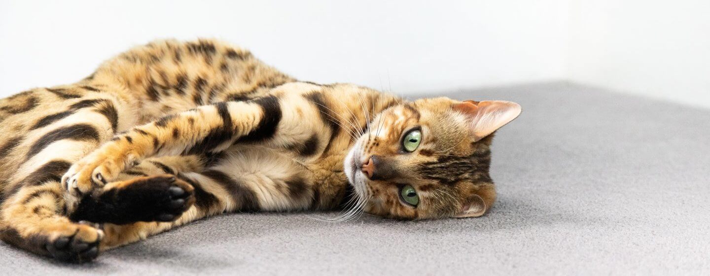 Bengal kitten with green eyes lying down on the carpet