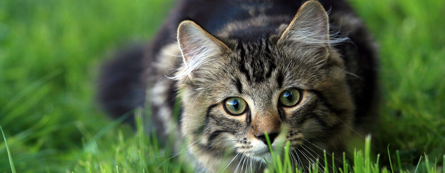 cat crouching in the grass
