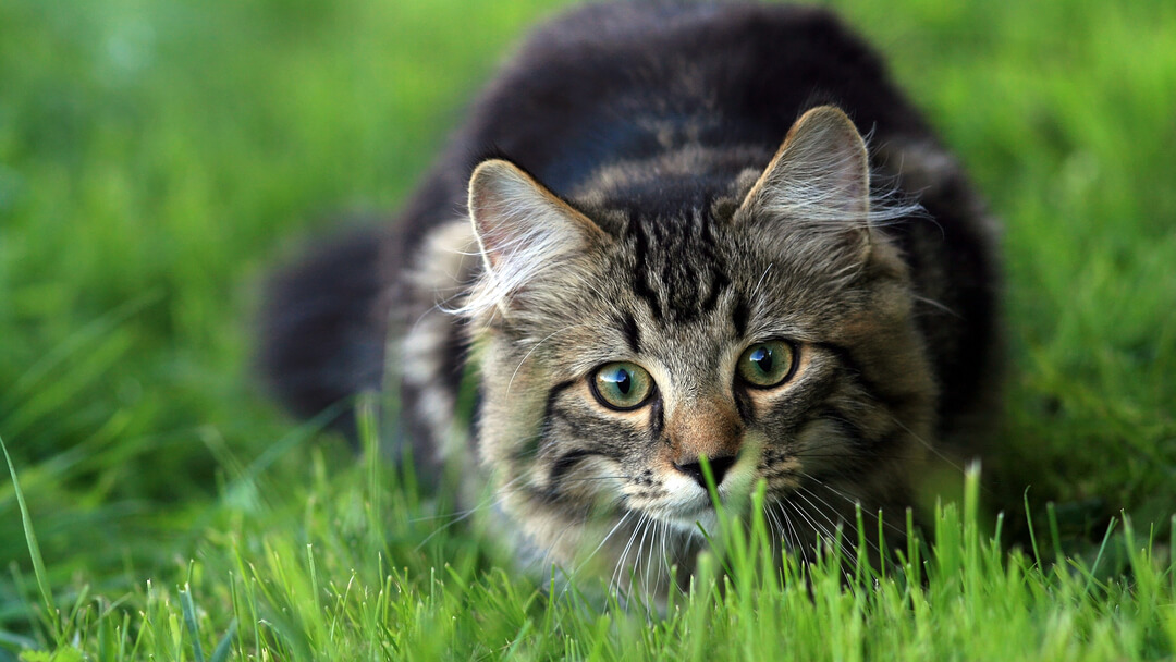 cat crouching in the grass