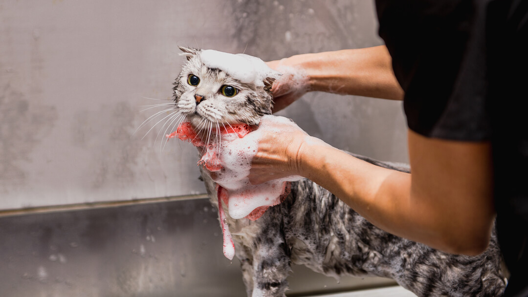 grey cat being bathed by owner