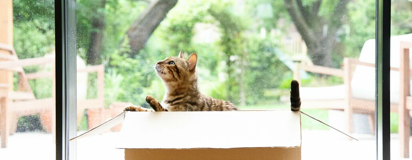 Bengal cat playing in a cardboard box.
