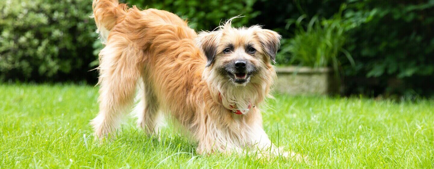 ight brown long-haired dog playing on the grass with tail in the air.