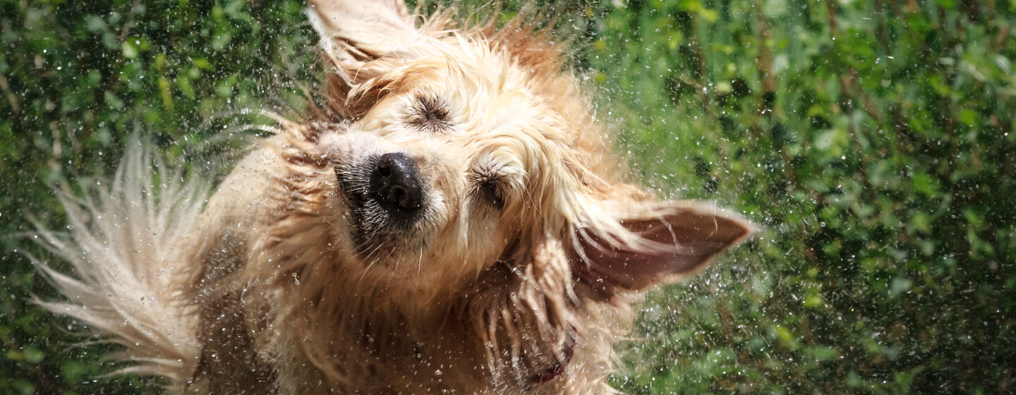 dog shaking off water