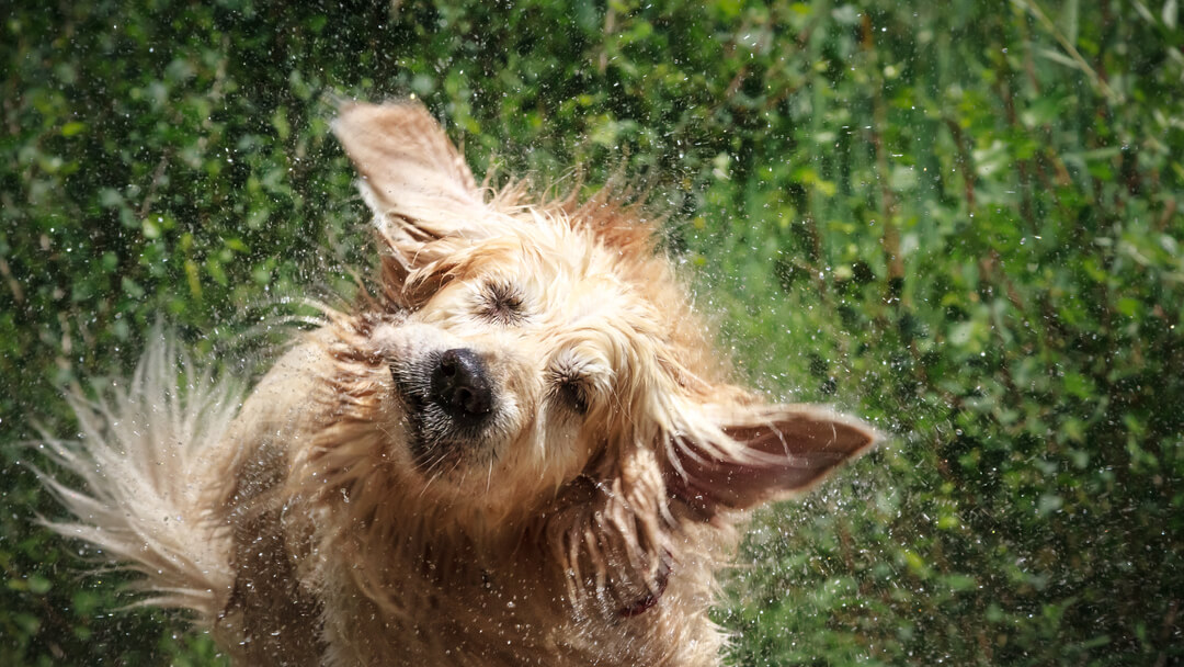 dog shaking off water