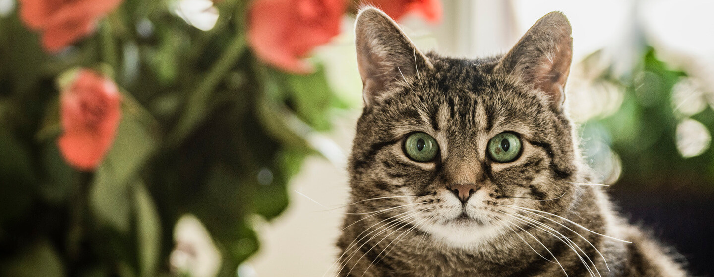 Cat with green eyes staring at the camera