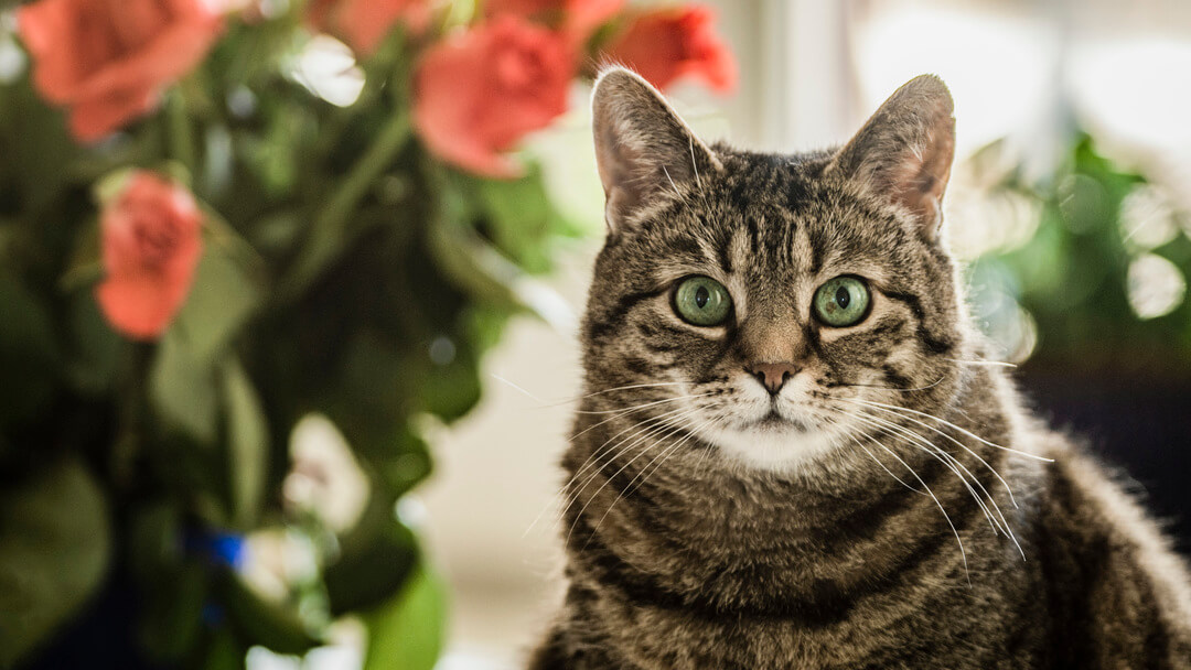 Staring cat with green eyes