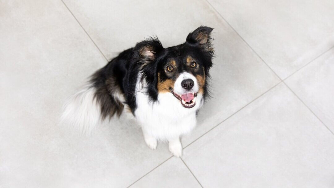 Black and white dog staring at nothing