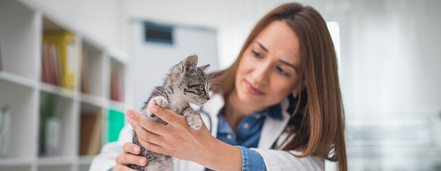 vet holding a small kitten