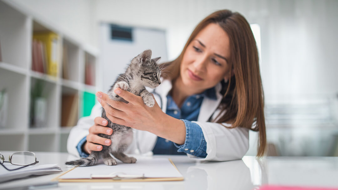 vet holding a small kitten