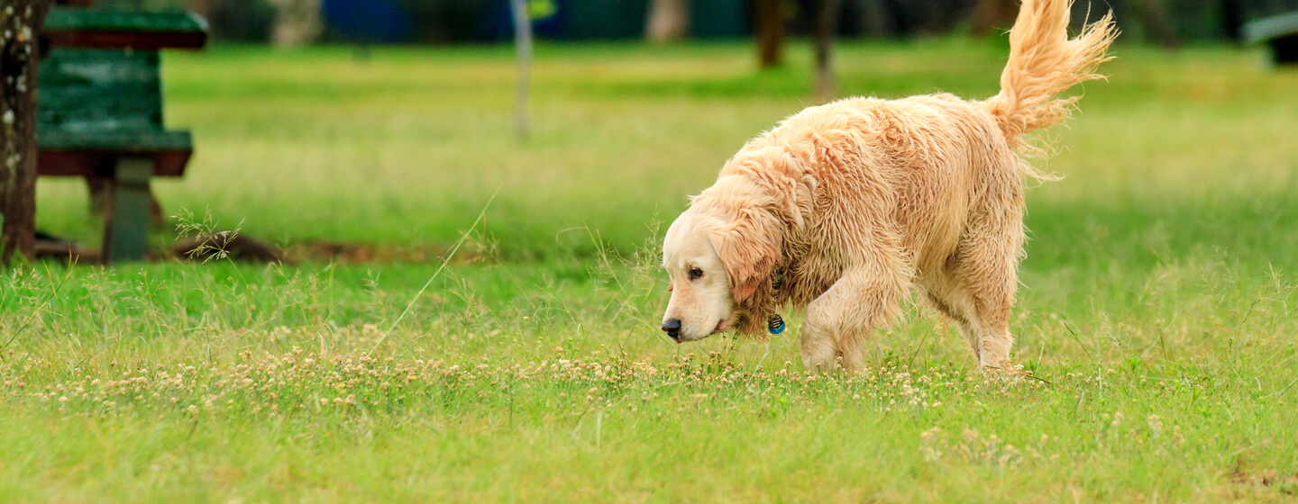 dog sniffing in the grass while wagging its tail