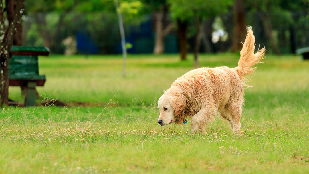 Happy dog wagging its tail