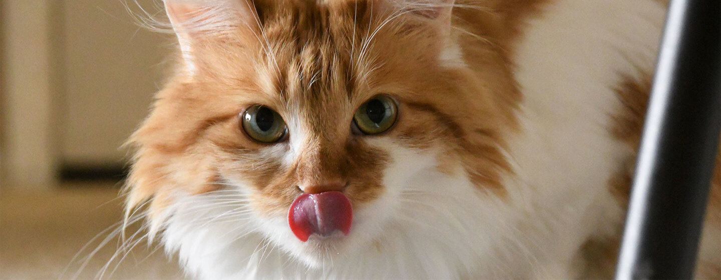 Ginger cat licking nose