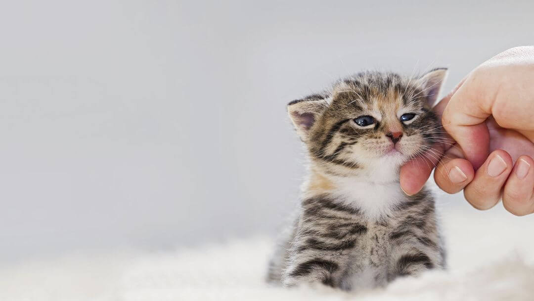 Small kitten being stroked to show cat lifespan