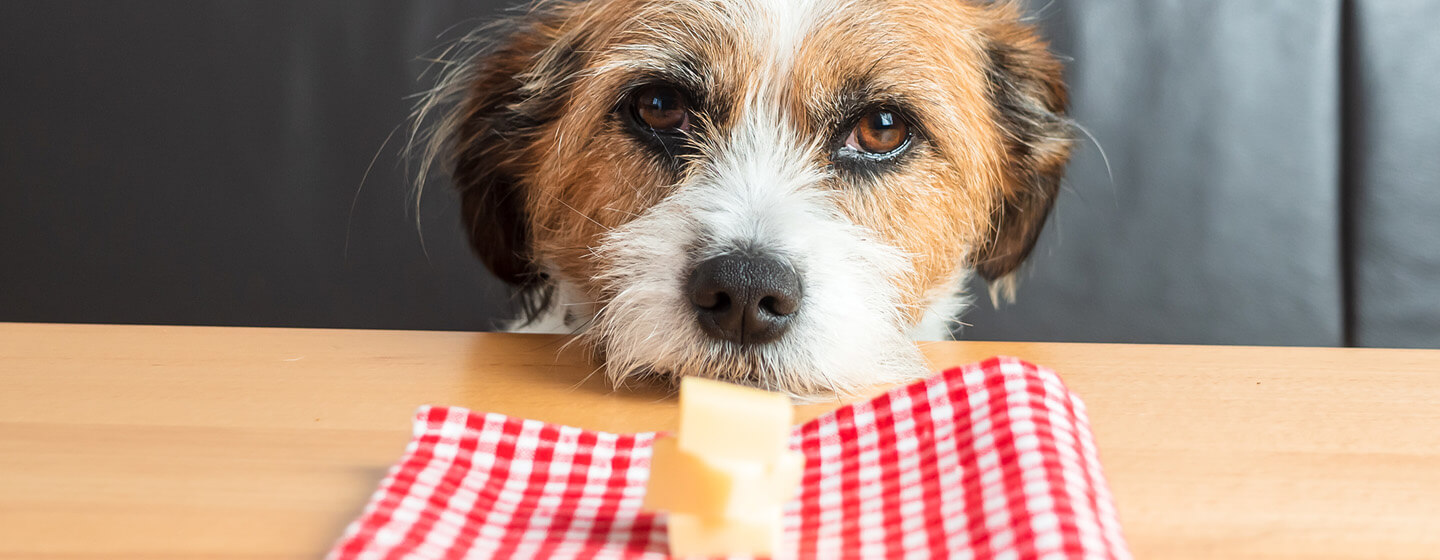 dog looking at cheese