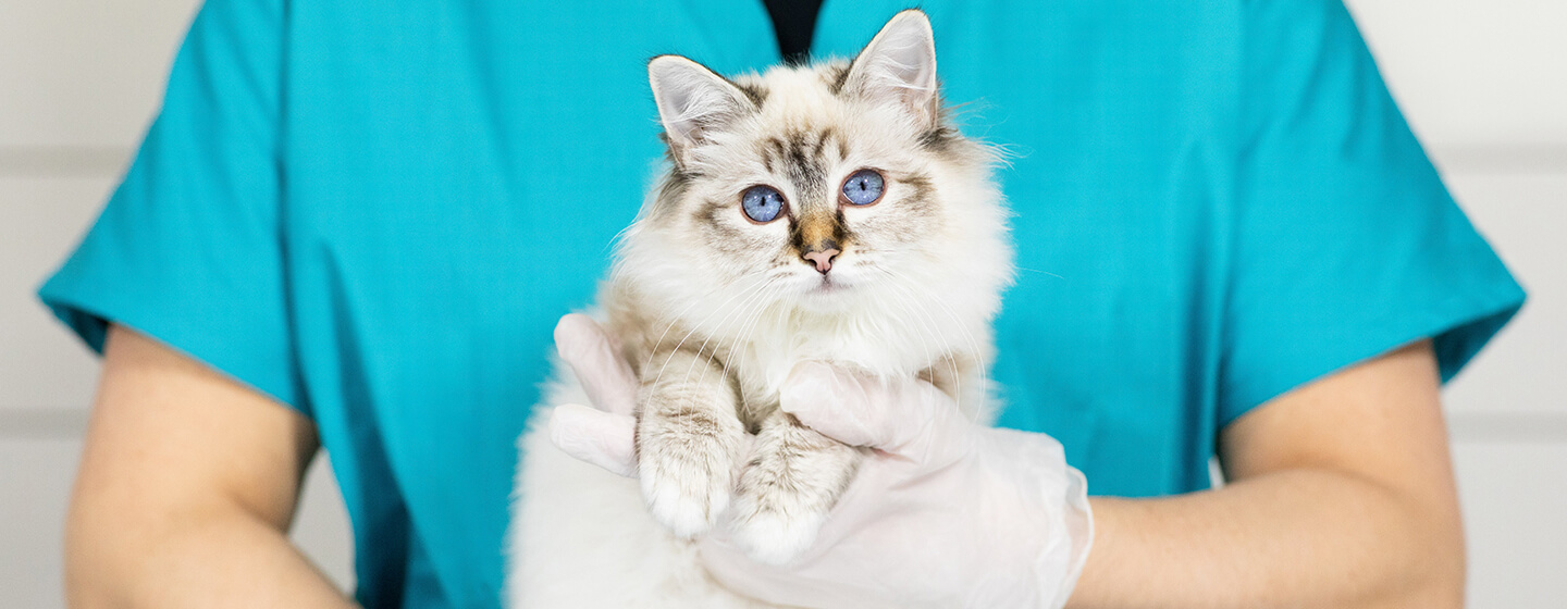 kitten at the vet