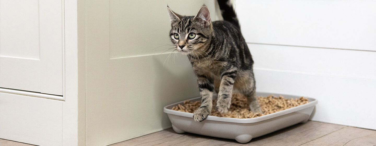 kitten in litter tray