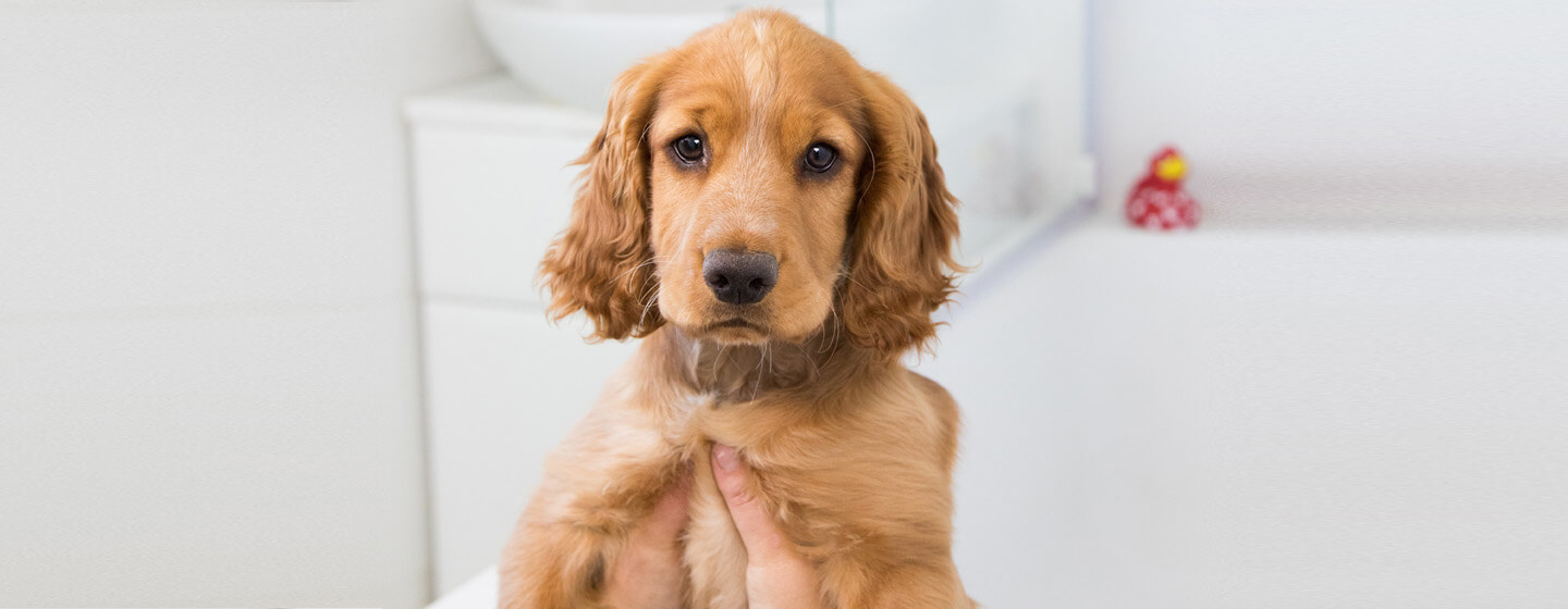 puppy being held over a bath