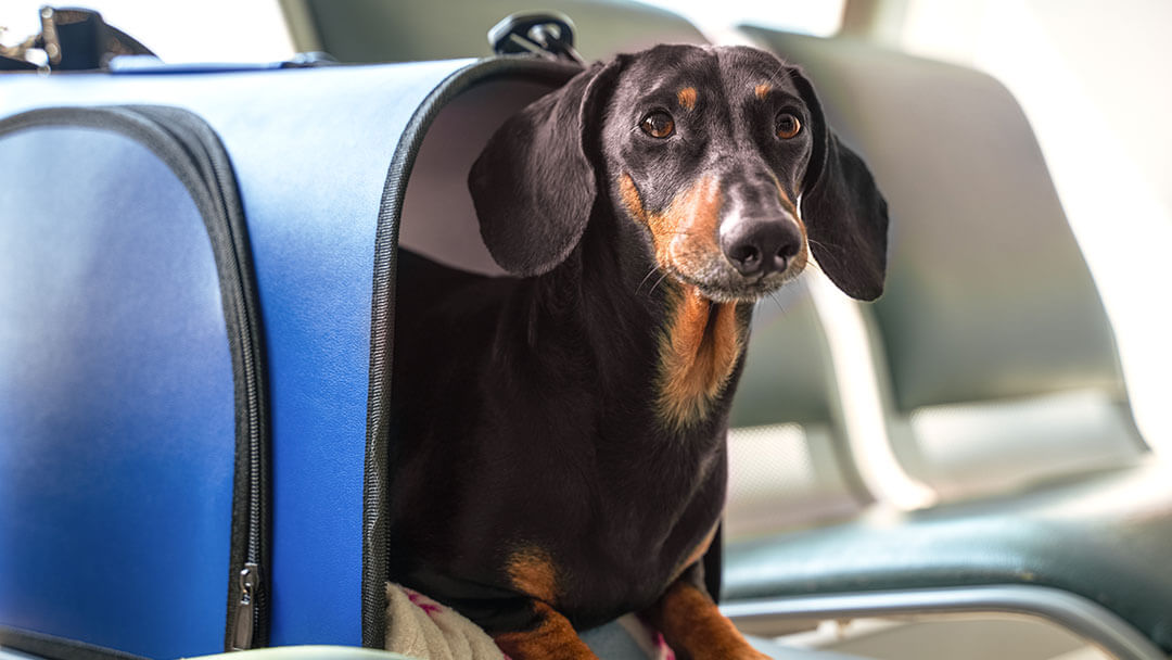 Dachshund traveling on a plane in a carry bag