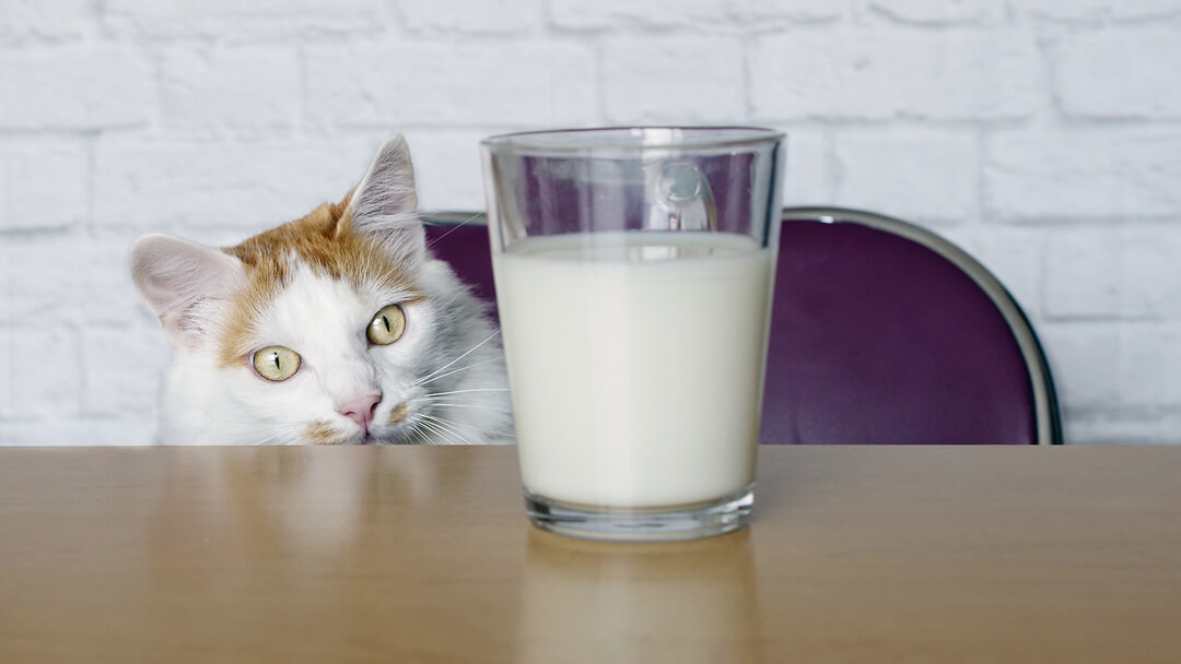 cat looking at milk