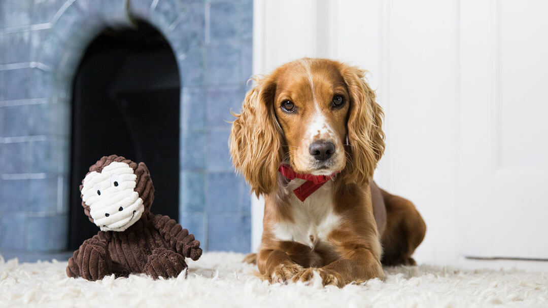 Dog relaxing at a hotel or daycare facility