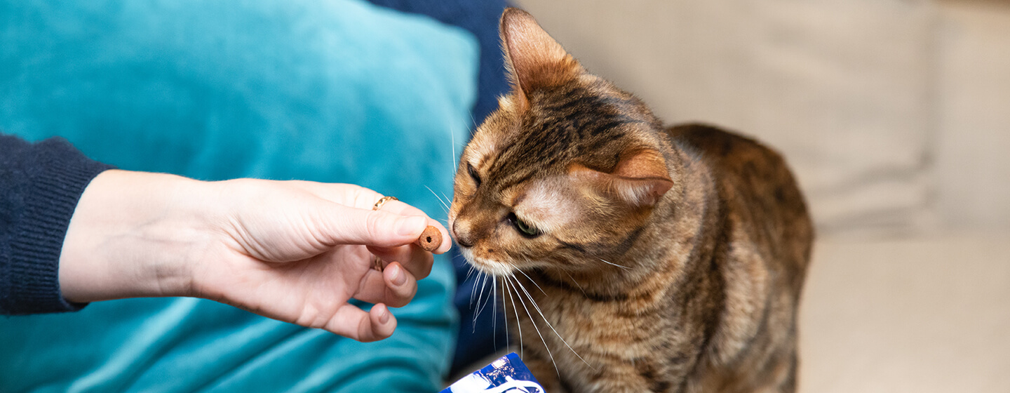 Cat enjoying a felix treat