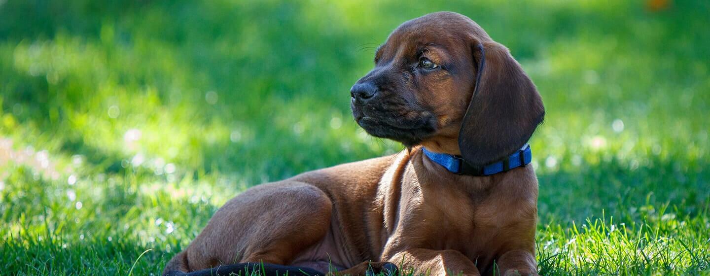 Dog sitting in grass