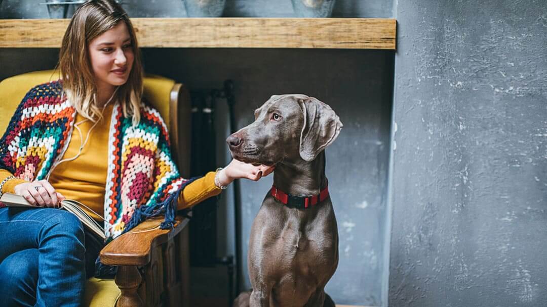 Senior dog with owner