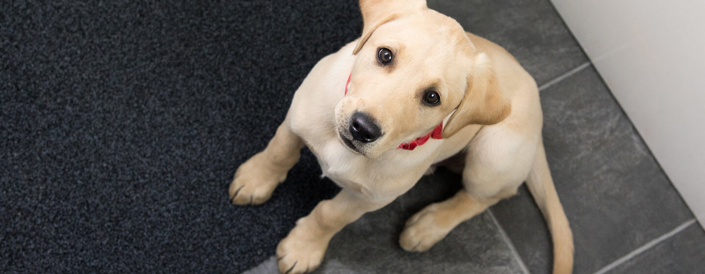 dog looking up begging