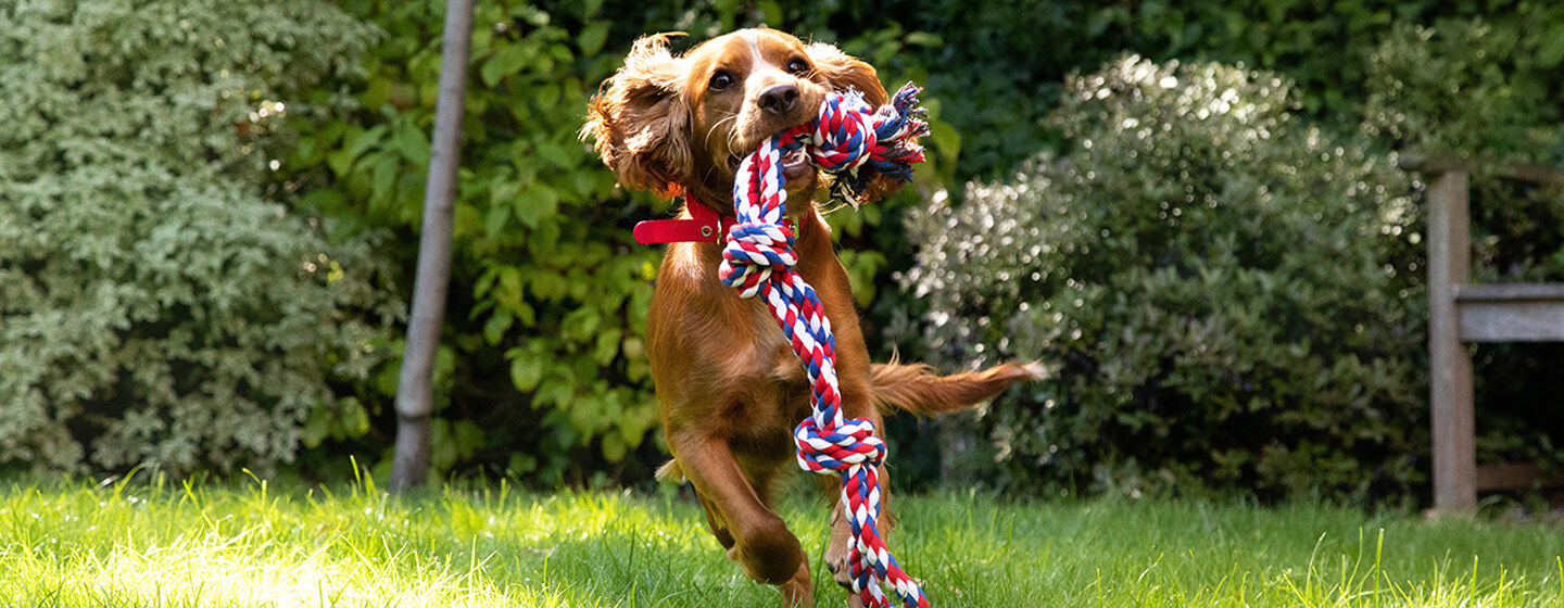 spaniel puppy enjoying garden games