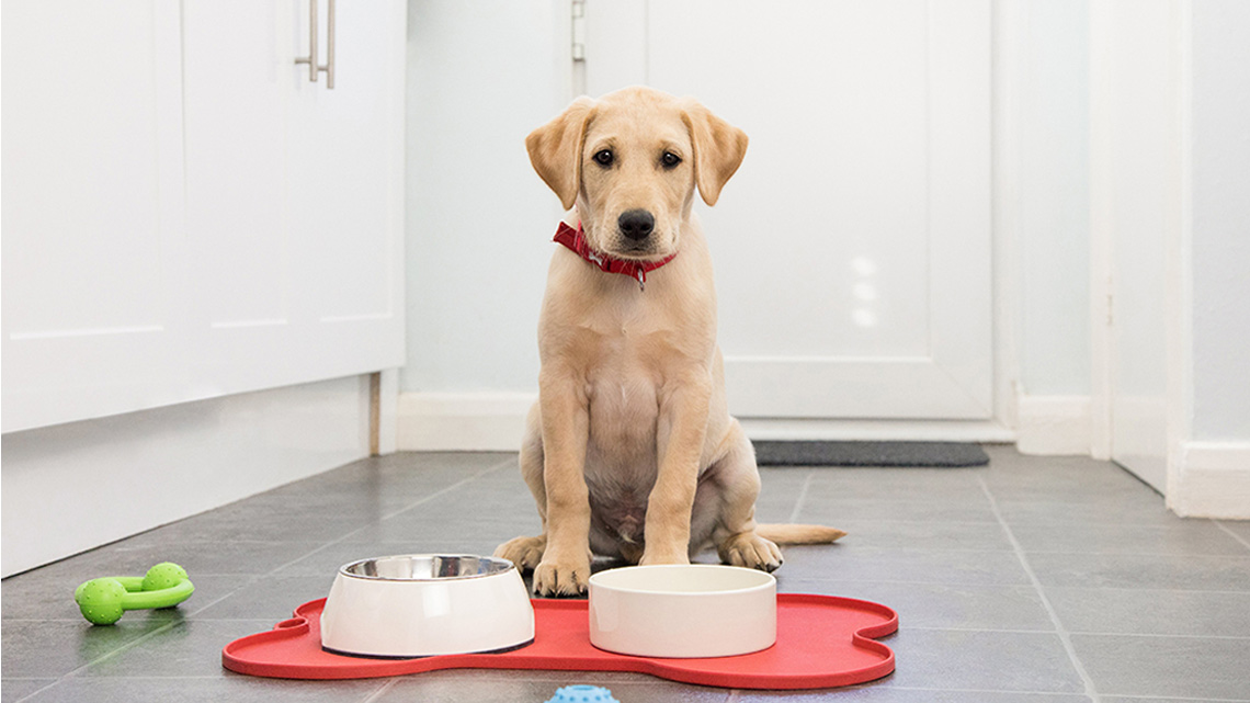 Puppy sitting next to two bowls