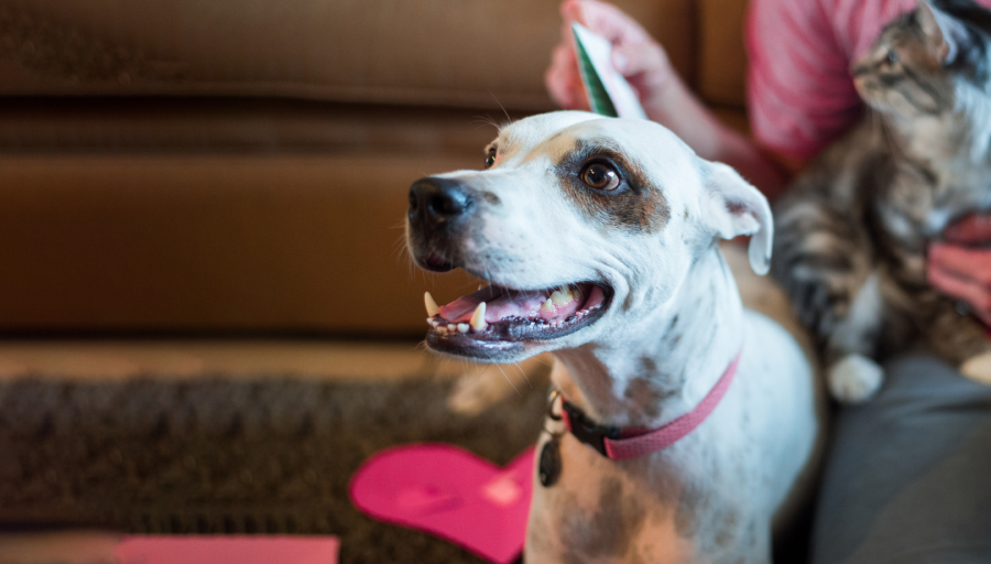 A dog with a pink collar