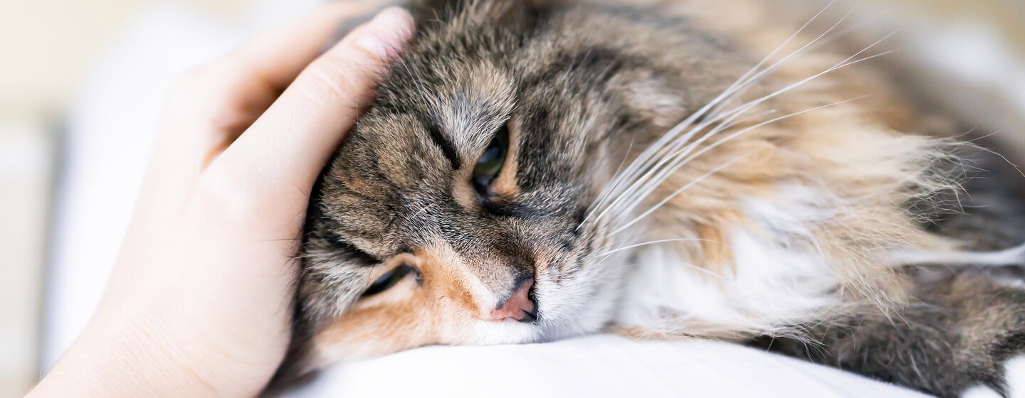 Lungworm in Cats – Symptoms and Treatment