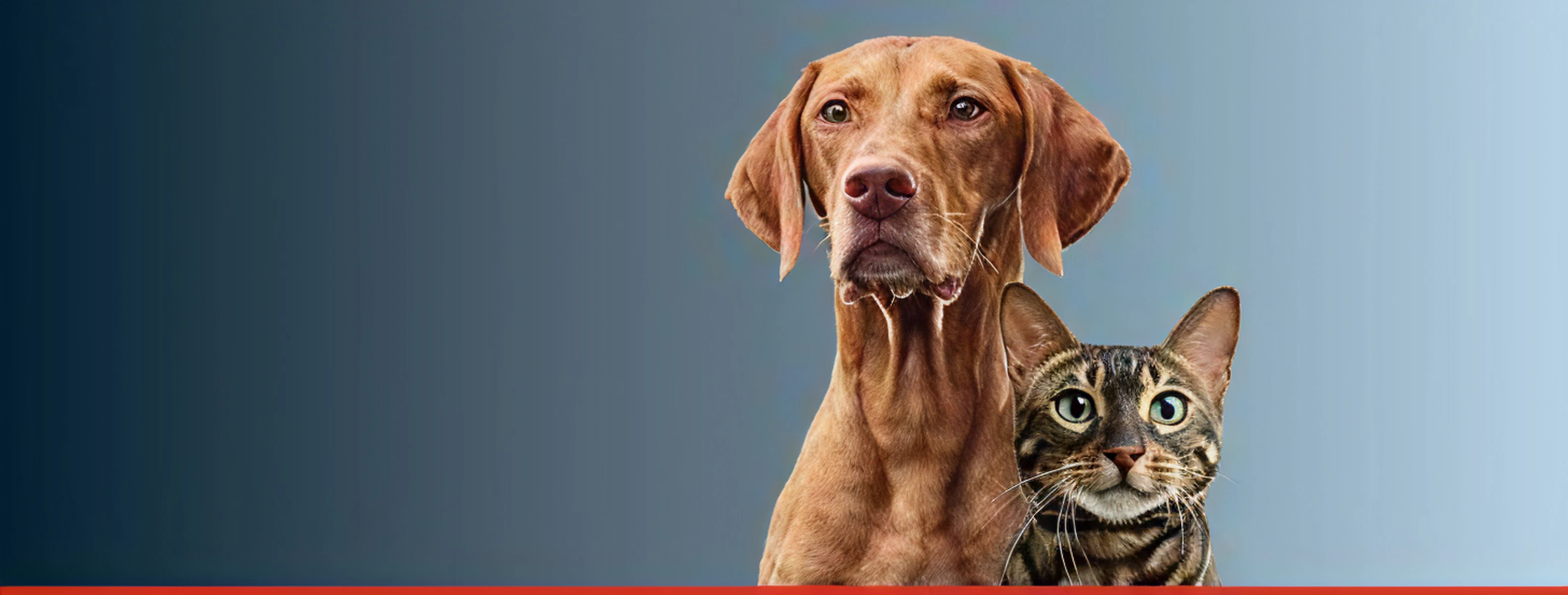 Cat and dog
