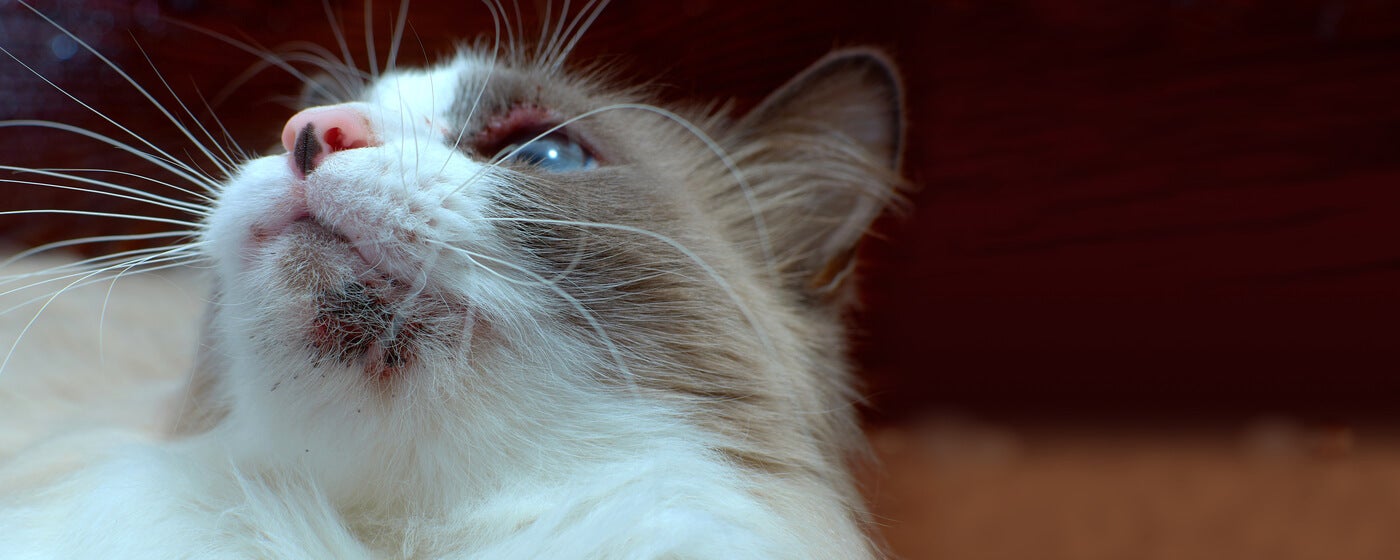 Cat Acne and How to Treat It