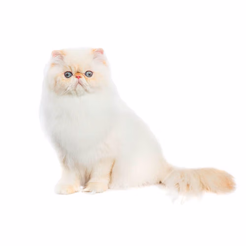 himalayan