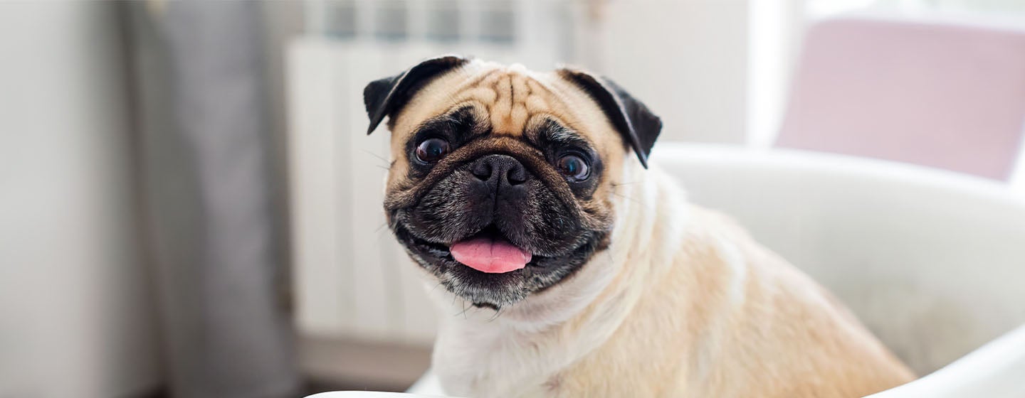 10 Wrinkly Dog Breeds You’ll Love Instantly