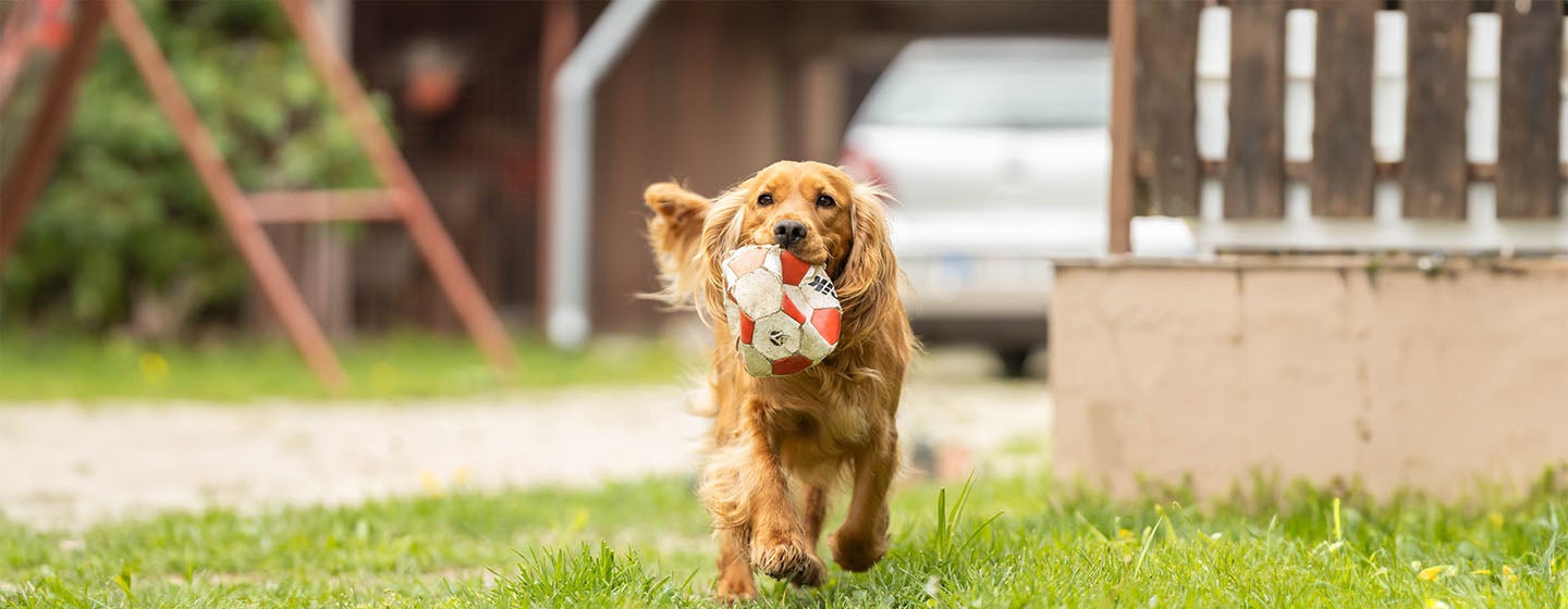 10 of the Most Energetic Dogs for Fitness Fanatic Owners