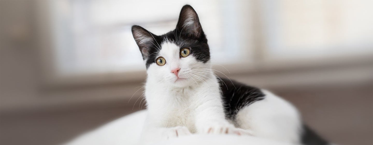 Fabulous Black and White Cat Names For Your Feline