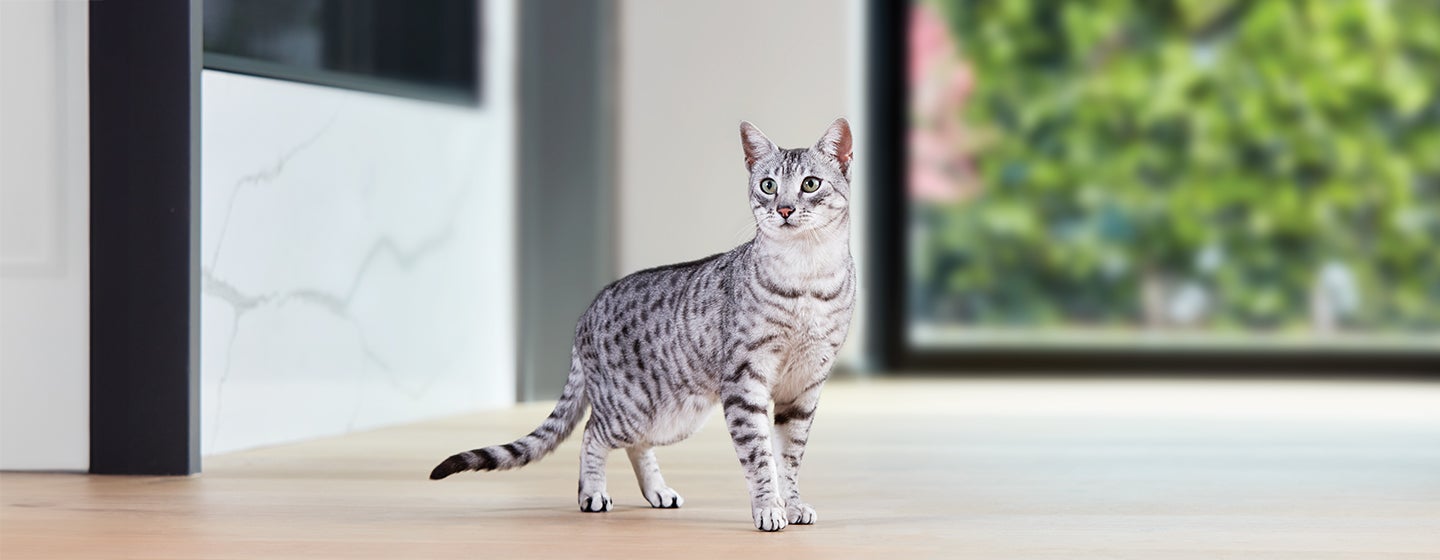 Egyptian Cat Breeds