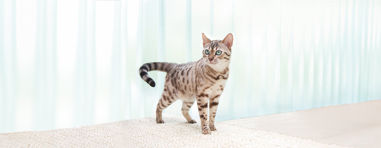 50 Bengal Cat Names