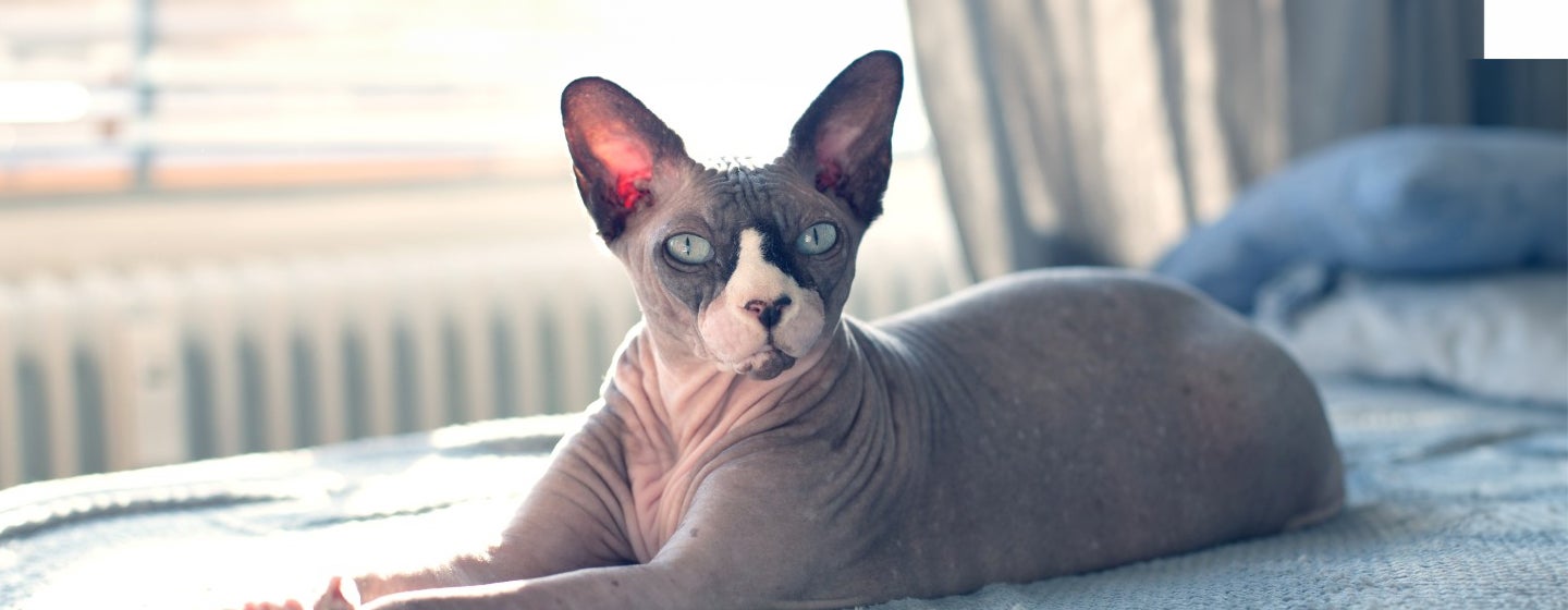 6 Hairless Cat Breeds