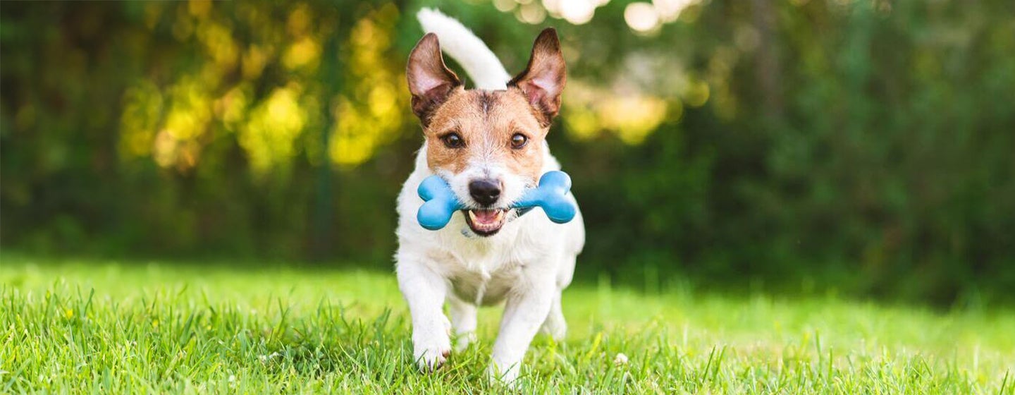 6 Home Remedies for Dogs that Every Owner Should Know About