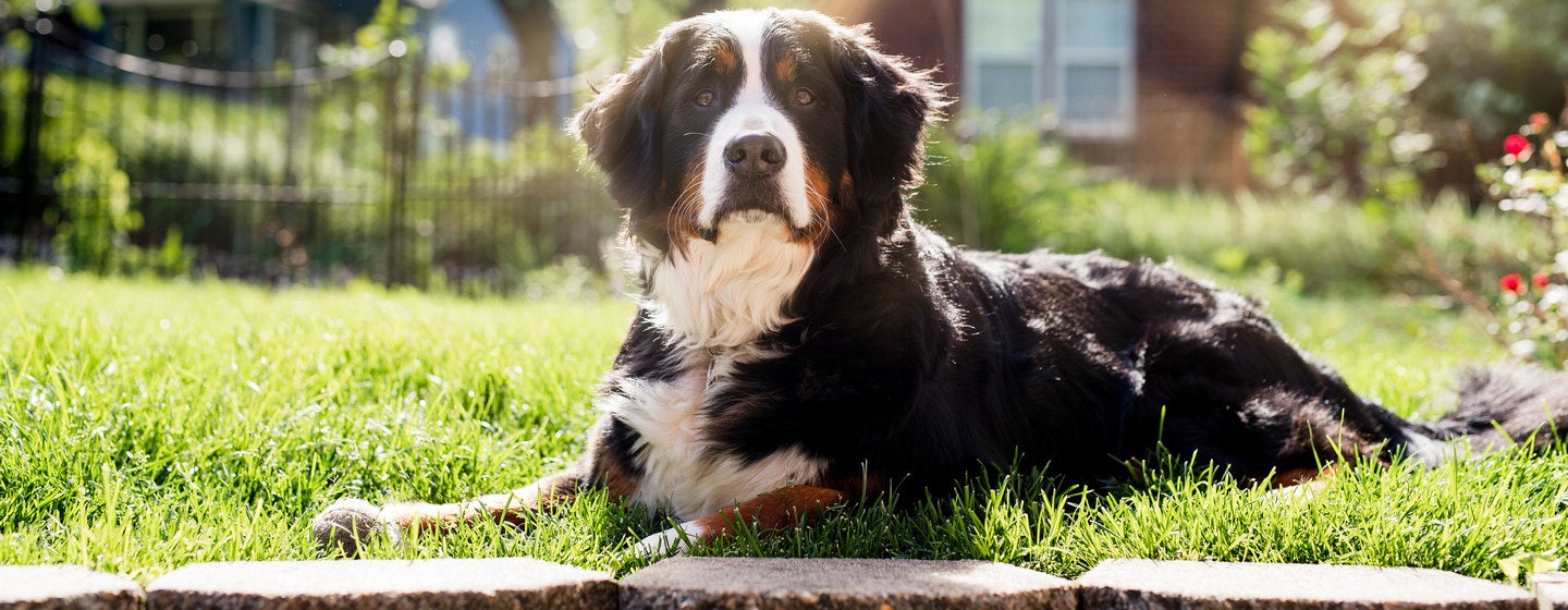 10 Mountain Dog Breeds
