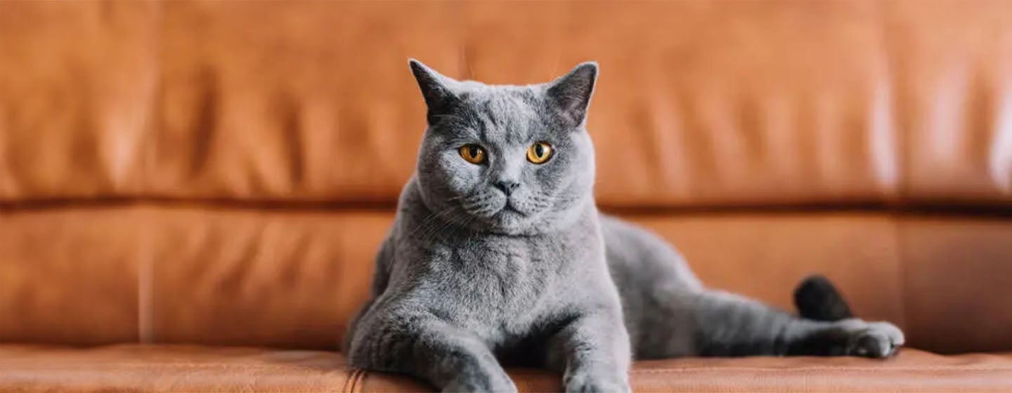 10 Amazing Grey Cat Names
