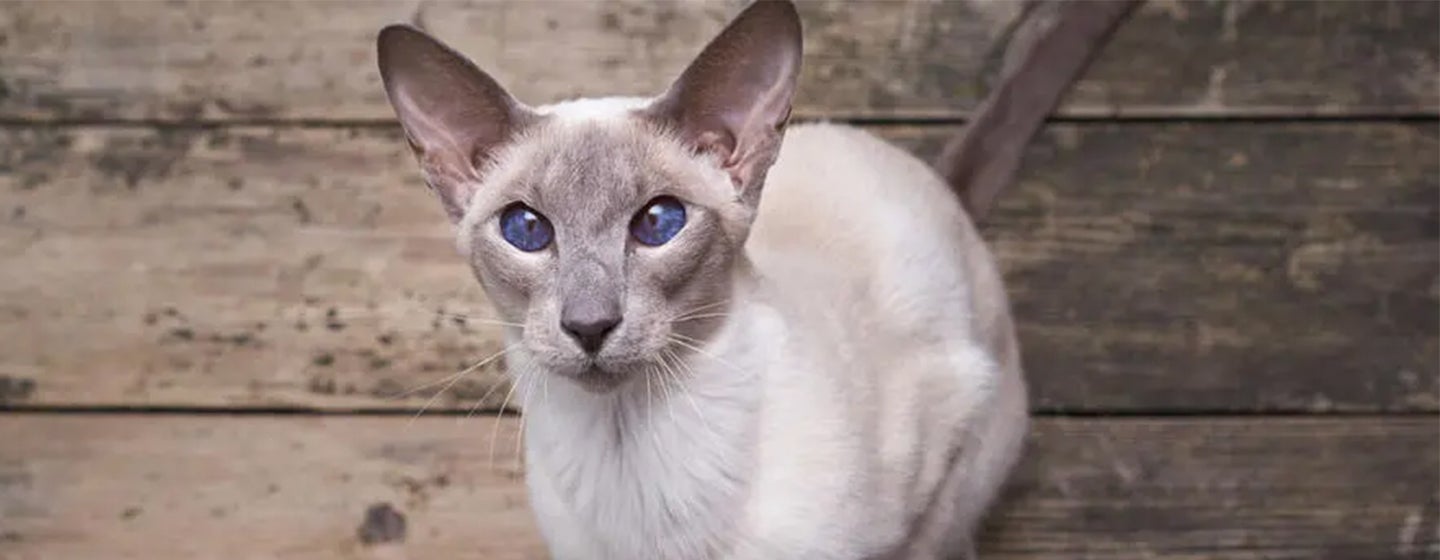 10 Cat Breeds with Big Ears