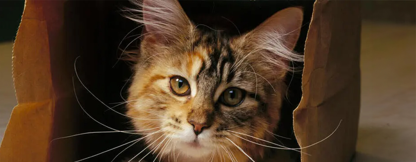 10 Famous Cats Throughout History