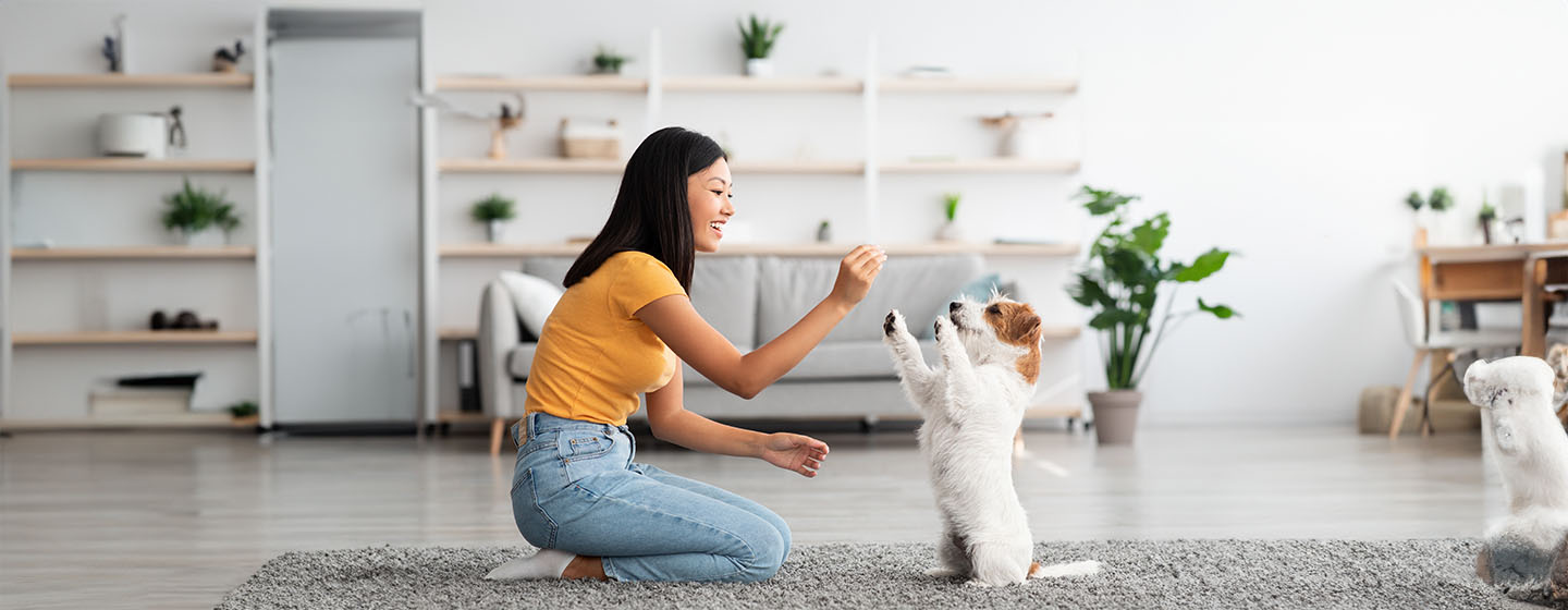 5 Cool Tricks to Teach Your Dog