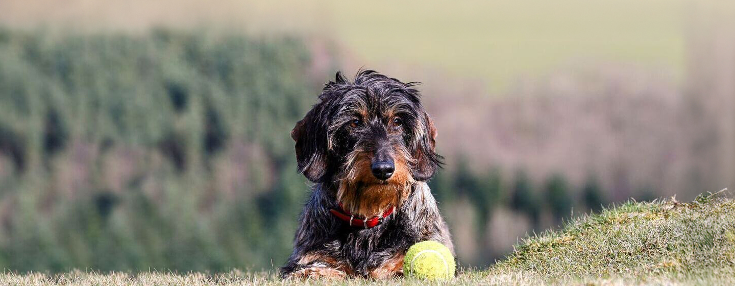 9 Wire-Haired Dog Breeds