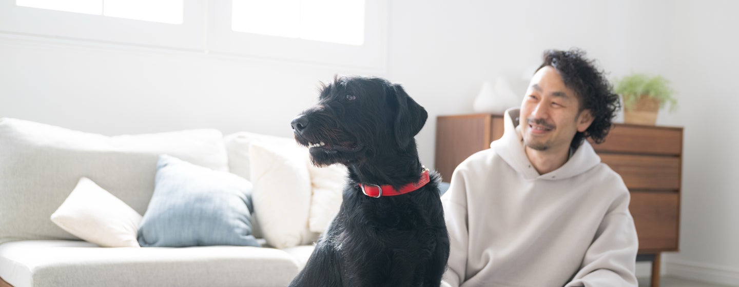 9 Best Dogs for Apartments