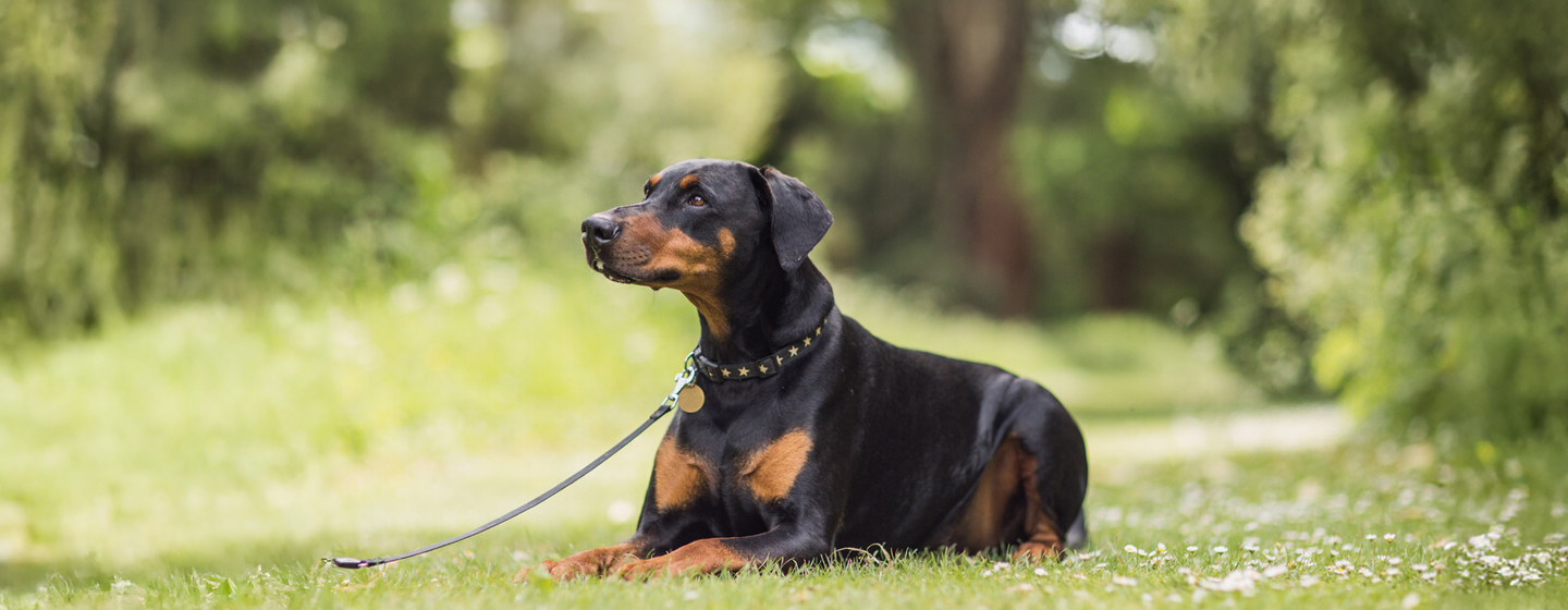9 Black and Tan Dog Breeds